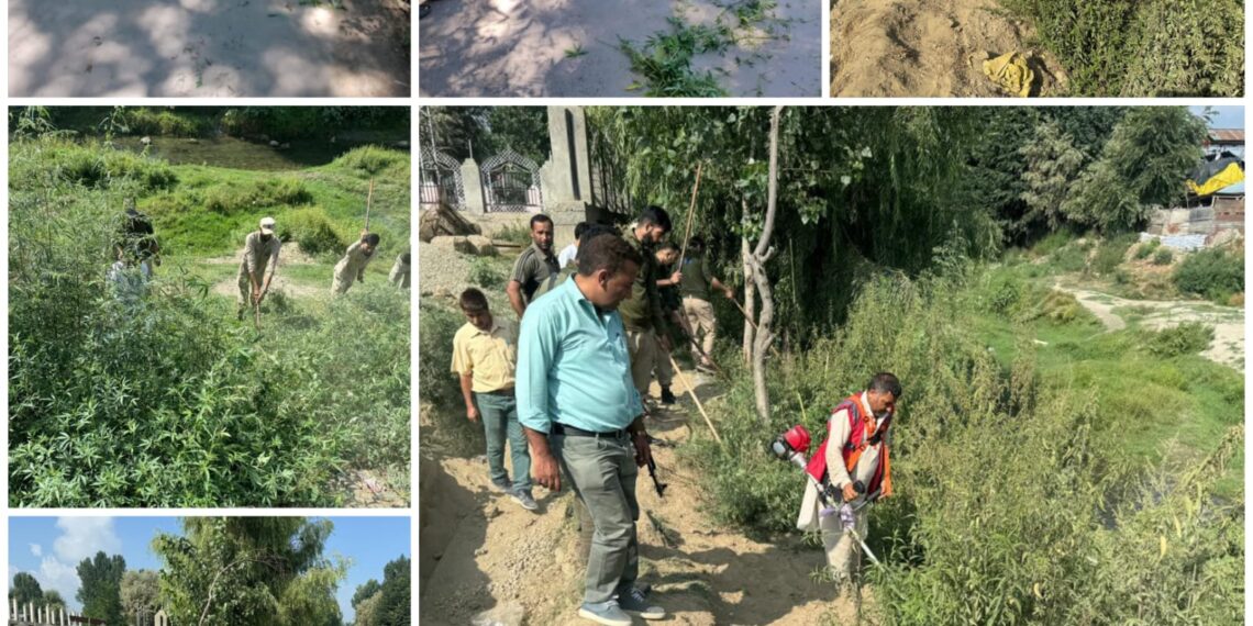 Police carries out bhang destruction drive in Ganderbal, Budgam