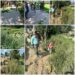 Police carries out bhang destruction drive in Ganderbal, Budgam