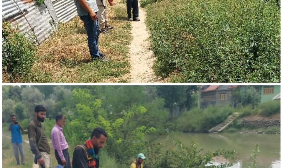 Police carries out wild bhung destruction drive in Budgam