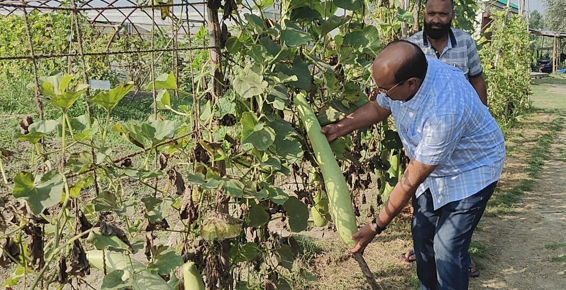 Director Agriculture visits Vegetable SMF Gangbug
