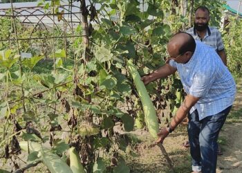 Director Agriculture visits Vegetable SMF Gangbug