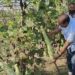 Director Agriculture visits Vegetable SMF Gangbug