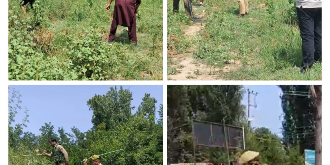 Police destroy wild cannabis in Baramulla