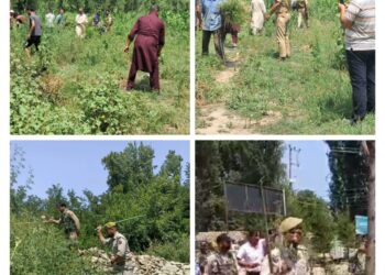 Police destroy wild cannabis in Baramulla