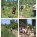 Police destroy wild cannabis in Baramulla
