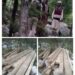 Police recovers Illicit timber in Baramulla, 5 accused arrested