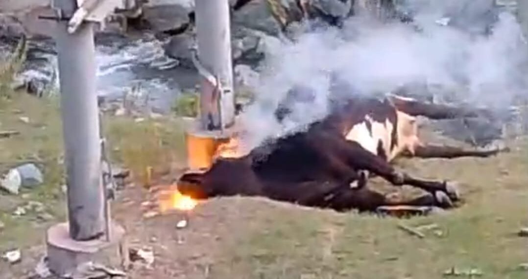 Tragedy in Nachiyan: Cow Electrocuted, Residents Demand Accountability.