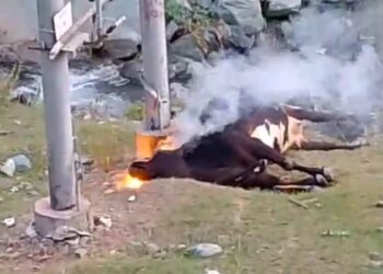 Tragedy in Nachiyan: Cow Electrocuted, Residents Demand Accountability.