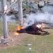 Tragedy in Nachiyan: Cow Electrocuted, Residents Demand Accountability.