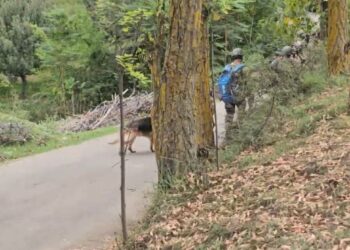 Sniffer dogs pressed into service as search operations continue after three terrorists killed in Baramulla