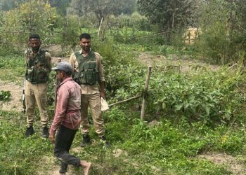 Police registers 04 FIRs against cannabis cultivation in Ganderbal
