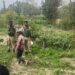 Police registers 04 FIRs against cannabis cultivation in Ganderbal