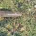 Old Mortar Shell Found in JK’s Samba