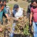 Director Agriculture visits Potato SMF Bosian Baramulla