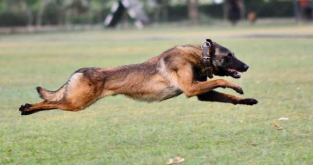 Sacrifice of Army Dog Phantom Marks Heroic Counter-Terror Operation in Jammu