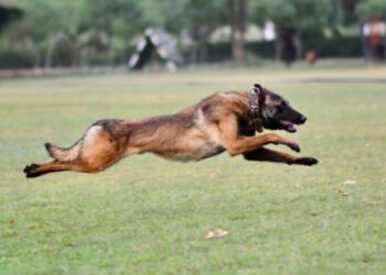Sacrifice of Army Dog Phantom Marks Heroic Counter-Terror Operation in Jammu