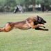 Sacrifice of Army Dog Phantom Marks Heroic Counter-Terror Operation in Jammu