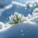 Light snowfall in higher reaches, rains in plains of Kashmir