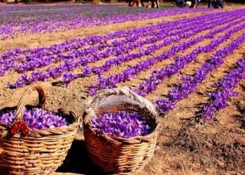 North Kashmir farmer breaks new ground with first-ever saffron cultivation