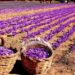 North Kashmir farmer breaks new ground with first-ever saffron cultivation