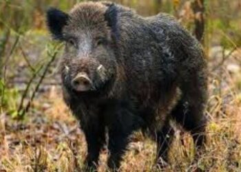 Wild Boars Roaming Boulevard Native to Dachigam, Clarifies Wildlife Department