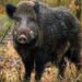 Wild Boars Roaming Boulevard Native to Dachigam, Clarifies Wildlife Department