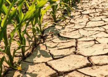 SILENT SKIES, STRUGGLING FIELDS THE ENVIRONMENTAL AND AGRICULTURAL CHALLENGES FACING KASHMIR WITH DWINDLING RAINFALL