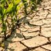 SILENT SKIES, STRUGGLING FIELDS THE ENVIRONMENTAL AND AGRICULTURAL CHALLENGES FACING KASHMIR WITH DWINDLING RAINFALL