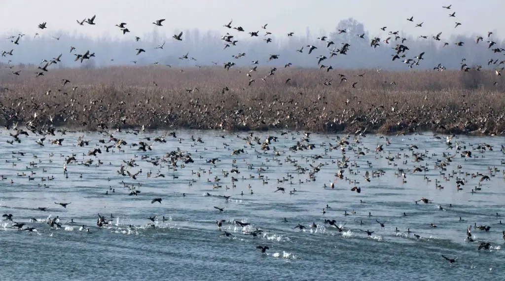 Thousands of Migratory Birds Flock to Wetlands of Pampore