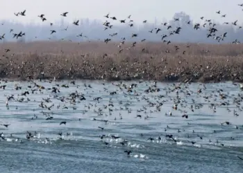 Thousands of Migratory Birds Flock to Wetlands of Pampore