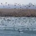 Thousands of Migratory Birds Flock to Wetlands of Pampore