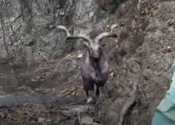 Injured majestic Markhor rescued near LoC in J&K