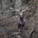 Injured majestic Markhor rescued near LoC in J&K