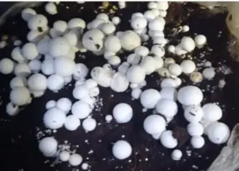 Bandipora woman turns rooftop into profitable Mushroom Farm