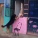 Admin Seals Meat Shop in Kulgam After Viral Video Shows Dog Eating Meat