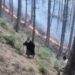 Massive Forest Fire in Karnah: Two Locals Injured While Battling Flames