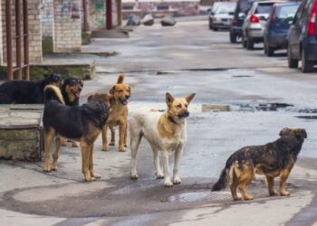 Dog Bite Threat Inside Srinagar Women’s College Sparks Concern