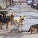 Dog Bite Threat Inside Srinagar Women’s College Sparks Concern