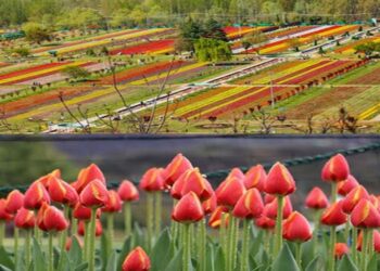 Tulip Garden witnesses huge rush, 17.2k Tourists visit Garden on inaugural day