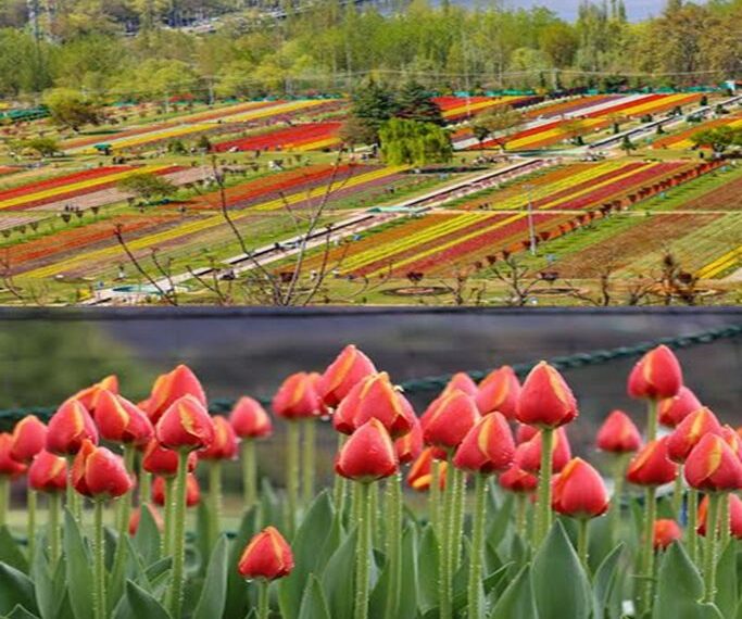 Tulip Garden witnesses huge rush, 17.2k Tourists visit Garden on inaugural day