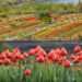 Tulip Garden witnesses huge rush, 17.2k Tourists visit Garden on inaugural day