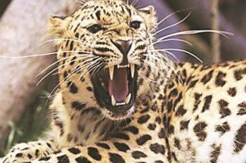 Man, woman injured after being attacked by leopard in Kupwara