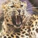 Man, woman injured after being attacked by leopard in Kupwara