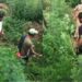 Youth-Led Bhang Destruction Drive Launched in Chainabal Mirgund with Police Support