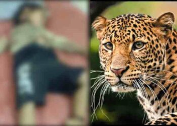 9-year-old Injured in Leopard Attack in Chowkibal, Kupwara
