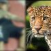 9-year-old Injured in Leopard Attack in Chowkibal, Kupwara