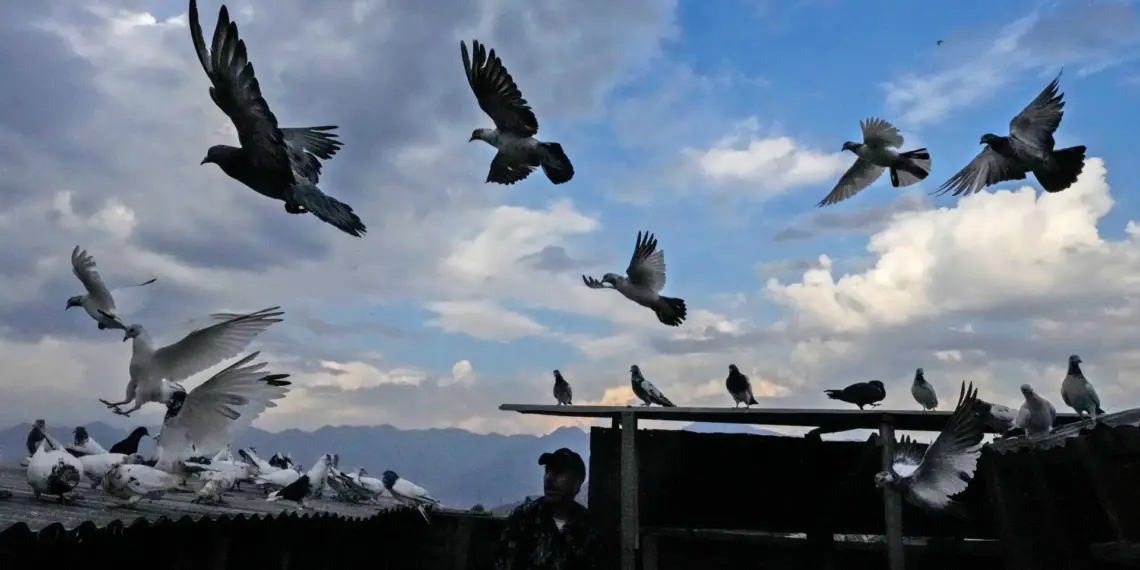 UDAAN Pigeon Sports Tournament Concludes in Srinagar, Celebrating Kashmir’s Living Heritage