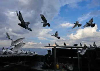 UDAAN Pigeon Sports Tournament Concludes in Srinagar, Celebrating Kashmir’s Living Heritage