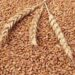 Wheat Prices vs Warships: The Real Choice in Islamabad