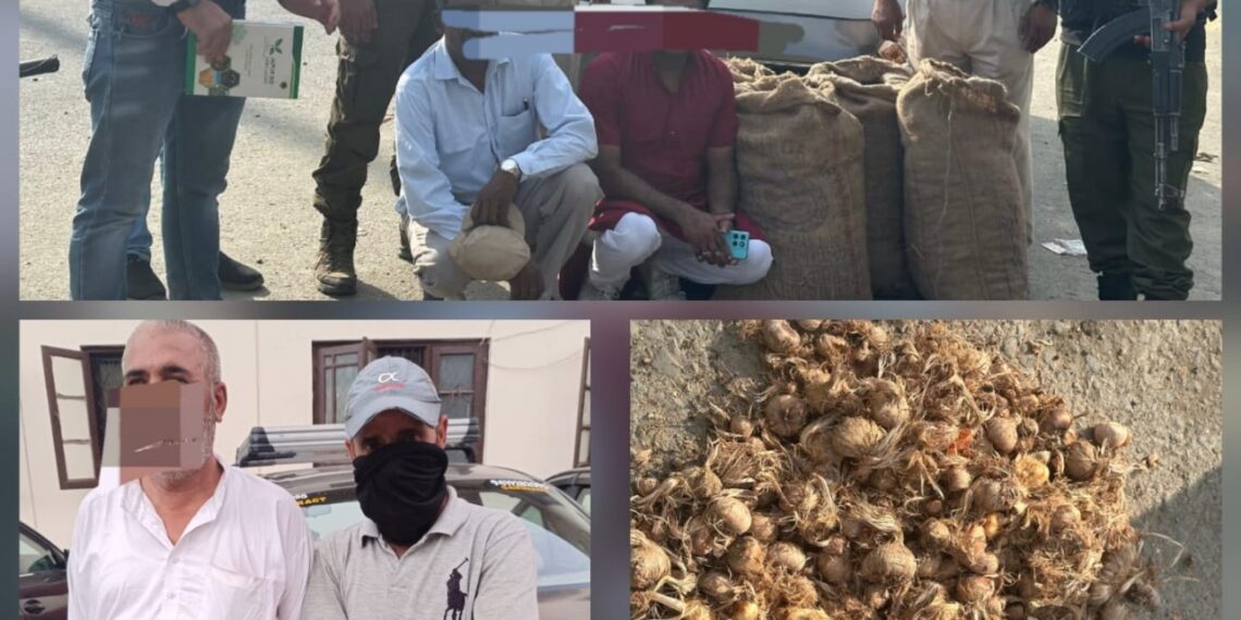 Awantipora Police Seize 150 Kg Saffron Seeds Bound for Outside J&K; Four Arrested